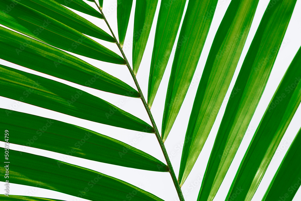 Fotografie Palm leaves against white background