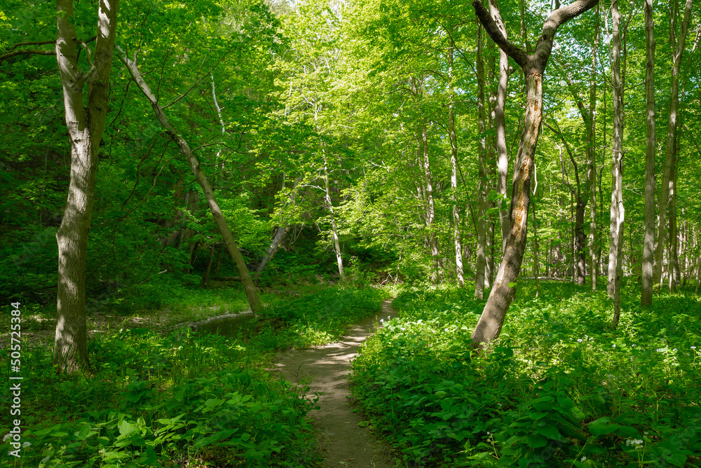 Hiking trail. Hiking trail.