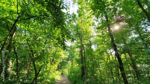 Static landscape shot of a beautiful summer forest with the sun shining through the lush green foliage.  Seen in Germany in May.