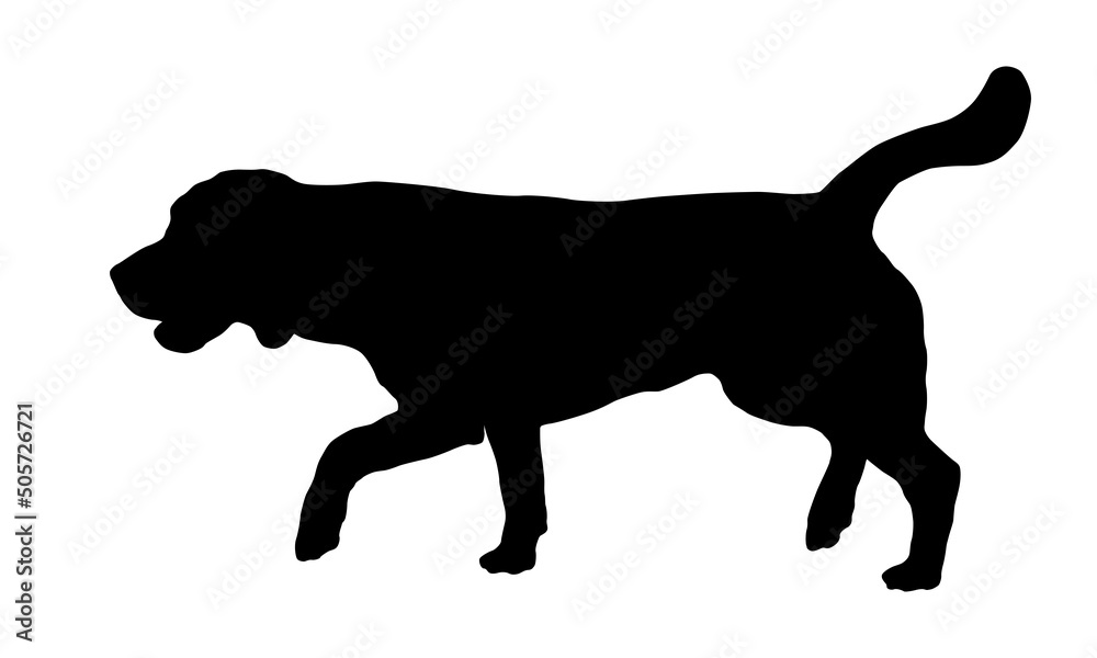 Walking english beagle puppy. Black dog silhouette. Pet animals. Isolated on a white background.