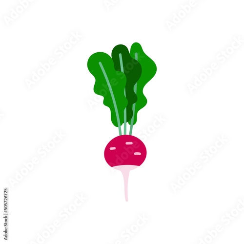  radish isolated flat vector illustration