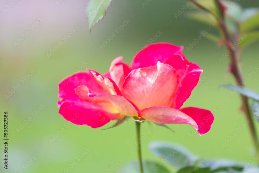 bright pink rose on a light green background