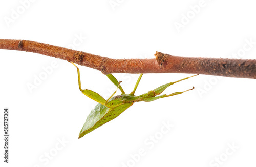  stick insect in studio photo