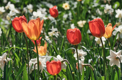 Group of colorful pink flowers  red tulips  white daffodils and other flowers with green leaves in meadow.