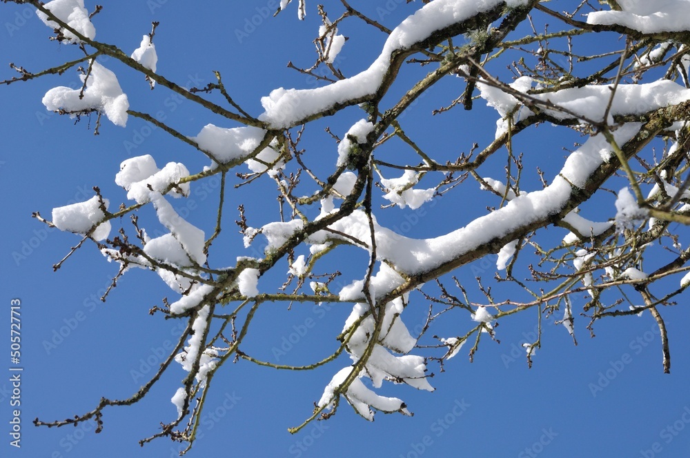 A branch covered in snow A branch covered in snow