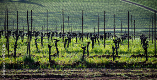 Metal posts and horizontal wires of trellised vines stand out against green grass in an Oregon vineyard, bare trunks and pruned vines dormant for winter.