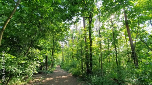 Point of view video of walk through a beautiful summer forest with the sun shining through the lush green foliage. Seen in Germany in May.