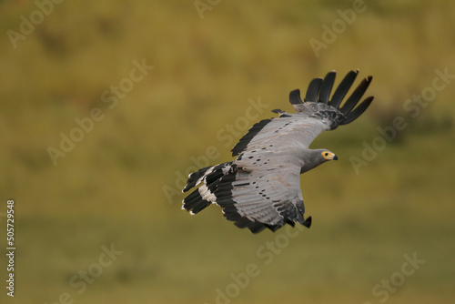 Gymnogene or African Harrier Hawk in flight, Kgalagadi, South Africa