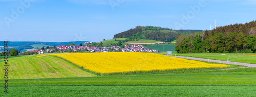 A large oilseed rape field in front of the idyllic village of Blumberg in the Black Forest region in Germany