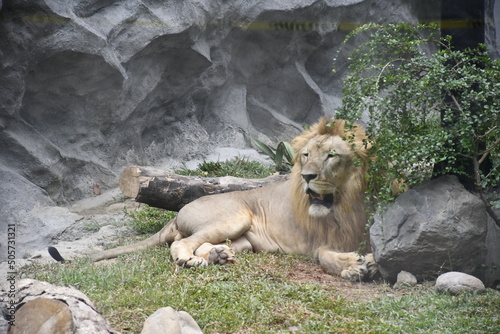 Feeling hot Lion  Manila Zoo Garden Philippines 