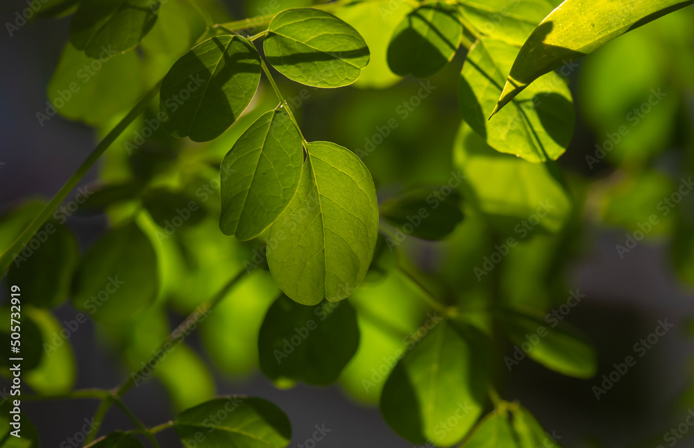 Kelor or Drumstick tree (Moringa oleifera) green leaves backlight shot, selected focus Kelor or Drumstick tree (Moringa oleifera) green leaves backlight shot, selected focus