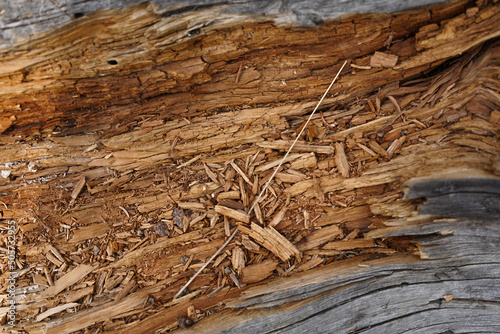 pile of wood