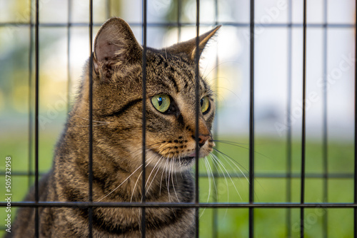 Feral cat in cage after capture