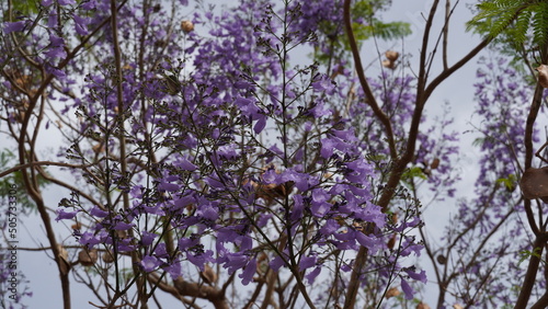 Blooming jacaranda a beautiful tree with purple flowers. Jacaranda tree in blossom. Spring in Israel