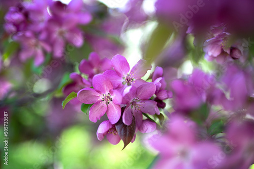 Blooming apple tree. Lilac flowers close up. Soft focus blur. Floral background with copyspace.High quality photo © Татьяна Оракова