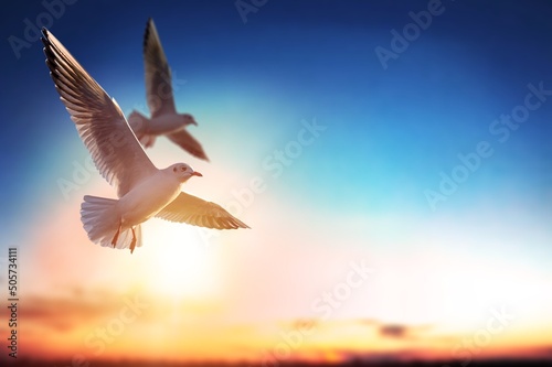 Birds seagulls soaring in the blue sky with clouds. prey fly in the clear blue sky. © BillionPhotos.com