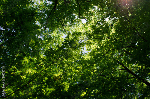 Scenic forest of fresh green deciduous trees framed by leaves  with the sun casting its rays through the foliage