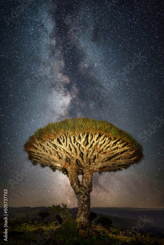 Dragon blood tree in front of the milky way on Socotra, Yemen, taken in November 2021 photo