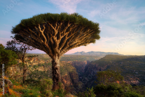 Dragon Blood Tree at Diksam Plateau in Socotra, Yemen, taken in November 2021