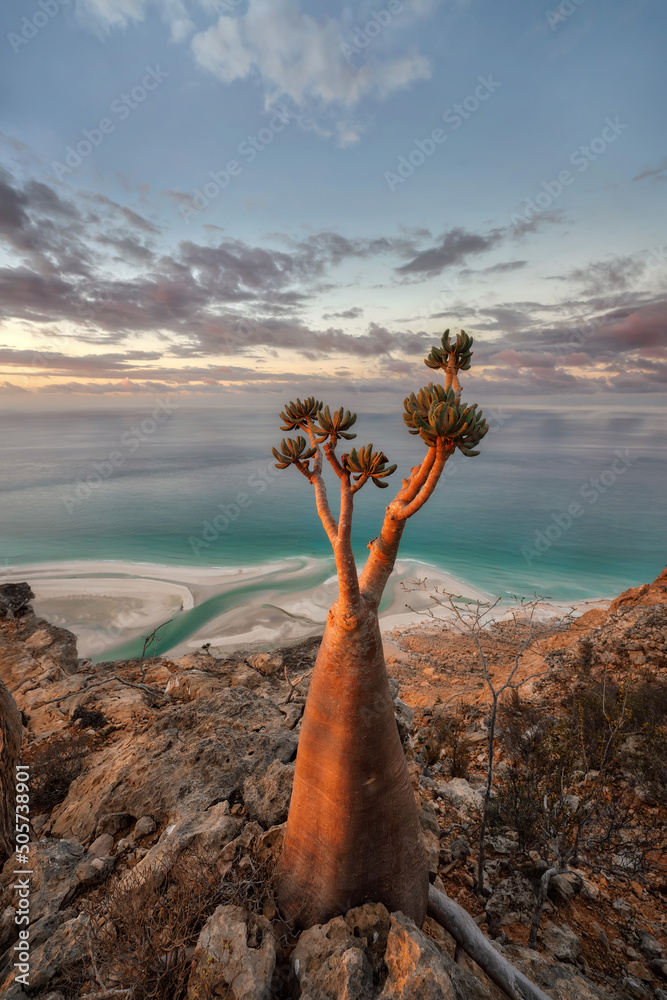 Bottle Tree on a Mountain Site in Socotra, Yemen, taken in Novem