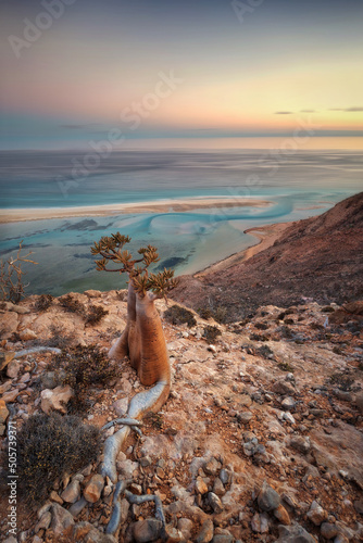 Bottle Tree on a Mountain Site in Socotra, Yemen, taken in November 2021 photo