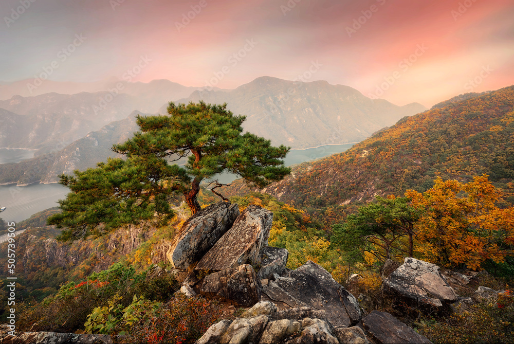 Jebibong pine trees in South Korea, taken in November 2021