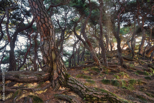 Korea Pine Tree Forest during Sunrise taken in November 2021 photo