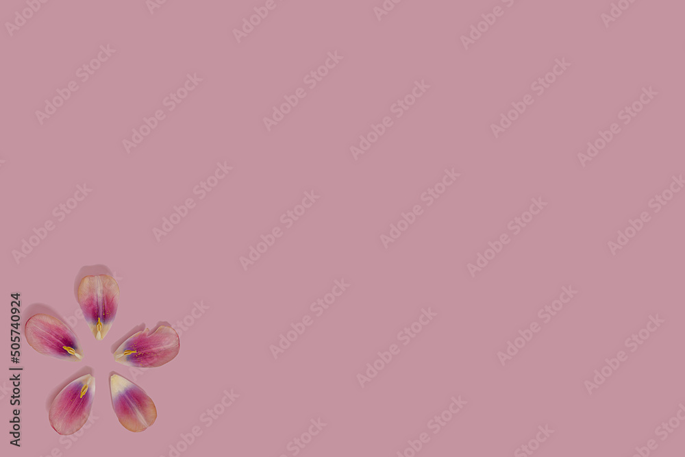 Pink tulip flower gentle petal with stamen flat lay on a pink minimal background with copy space. Nature creative wallpaper idea. Circle or sun design.