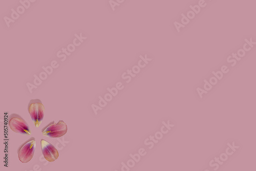 Pink tulip flower gentle petal with stamen flat lay on a pink minimal background with copy space. Nature creative wallpaper idea. Circle or sun design.