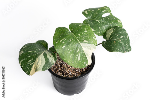 Monstera Thai Constellation in black plastic pot with isolated white background. Monsterla deliciosa white yellow variegation.