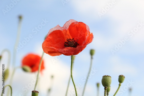 a red poppy and a light blue sky in the background