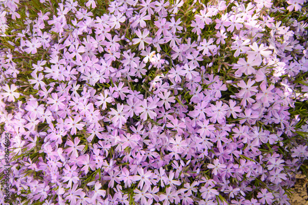purple early spring phlox flowers