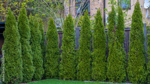 Well groomed green conical thuja coniferous trees in garden. Evergreen trees planted abreast make dense natural wall.