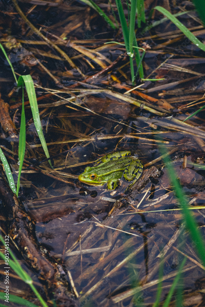 frog in the grass frog in the grass