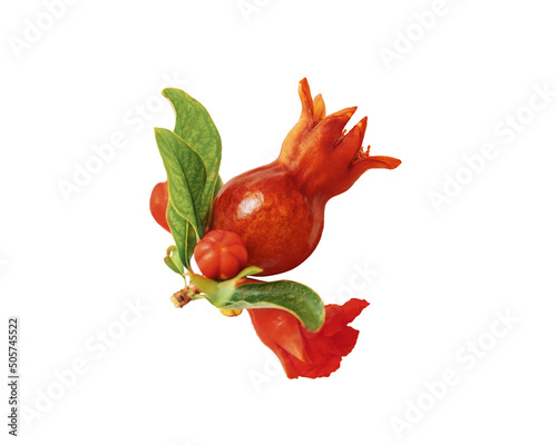 Fowering pomegranate branch with fruit, leaves and flowers isolated on white background photo