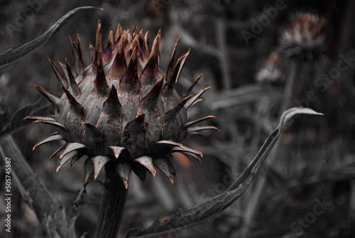 thistle in the snow