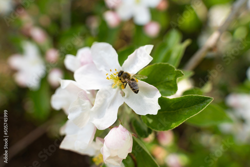 Biene auf weiße Blüte