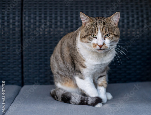 Gatto grigio e bianco seduto su una poltrona
