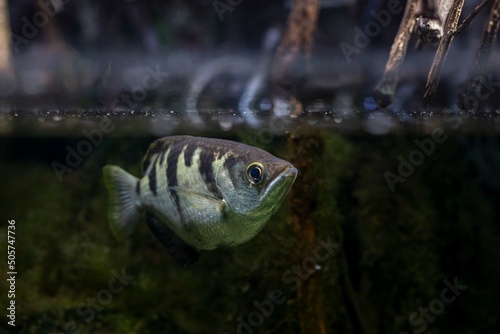 Exotischer Fisch unter der Wasseroberfläche, Aquarium Köln