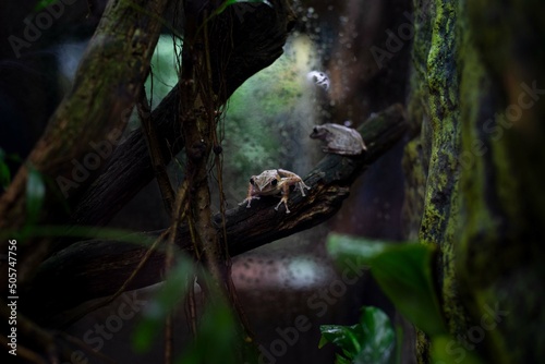 Frosch auf Ast im Terrarium