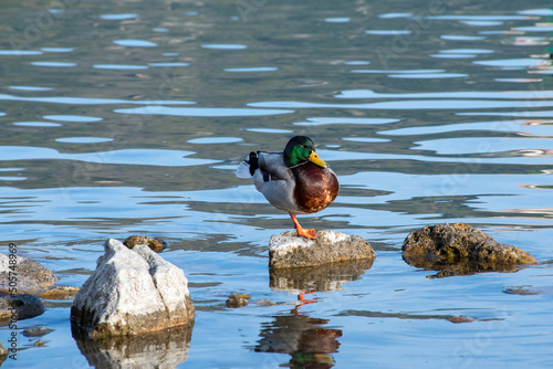 Papera in riva al lago