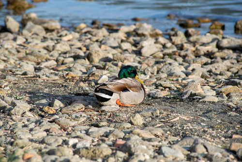 Papera in riva al lago