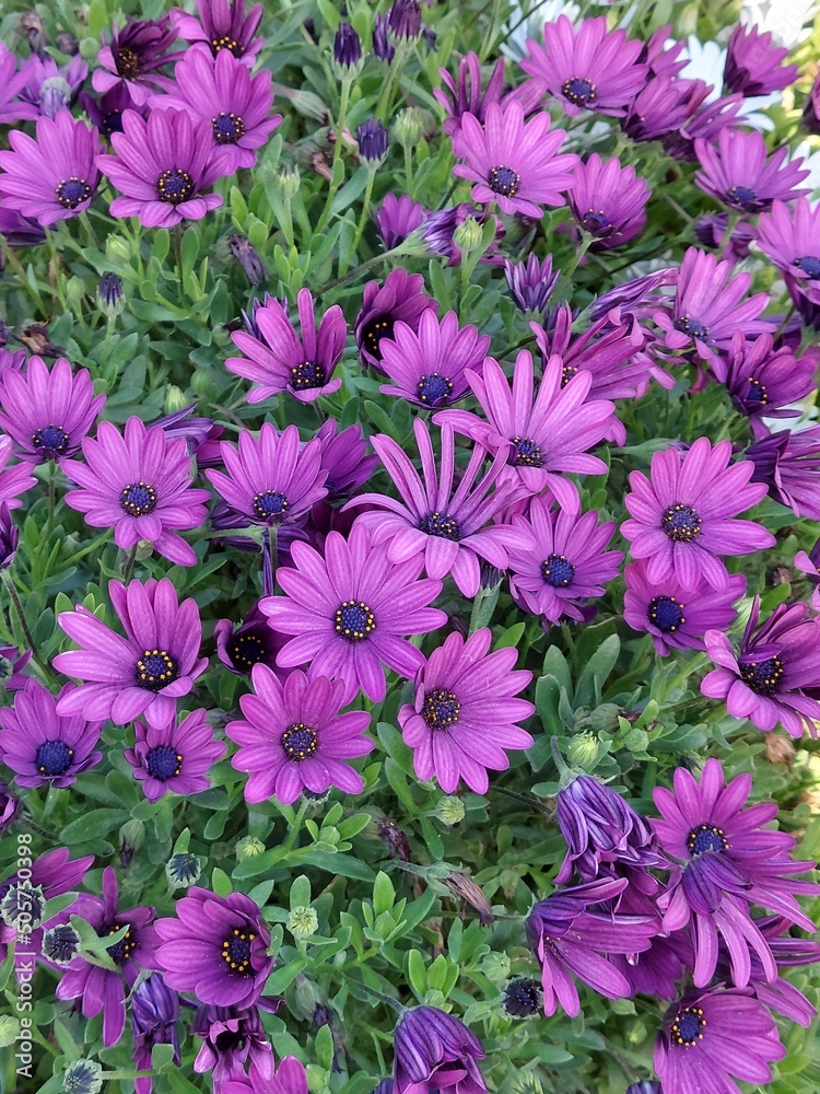 Obraz premium pink and purple flowers