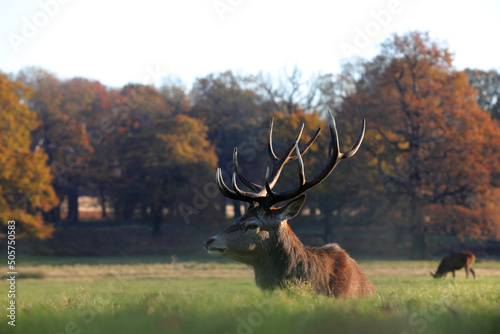A deer stag  sits beside the females at this herd at the egde forest before sunset after routing season in Richmond park, London,Great Britain. photo