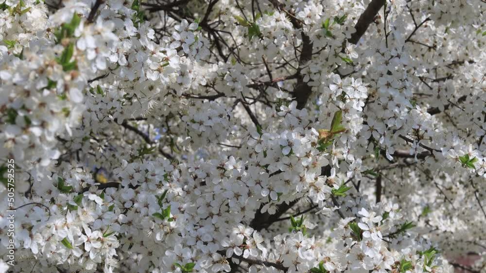 Blooming cherry plum fruit trees. Bees flying around a solid cover of white flowers. Spring flowering trees. Stock video, footage.
Blooming cherry plum fruit trees. Bees flying around a solid cover of white flowers. Spring flowering trees. Stock video, footage.