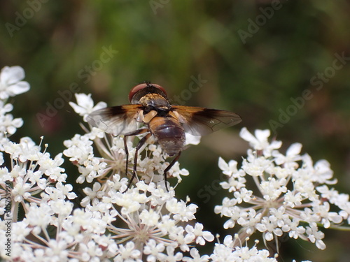 Ectophasia crassipennis photo