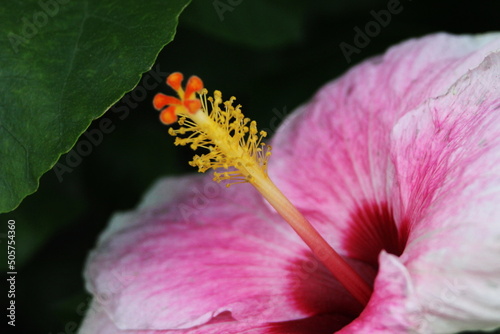 Pink flowers, yellow stamens, green leaves in the background.