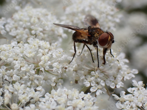 Tachinid fly Ectophasia crassipennis female photo