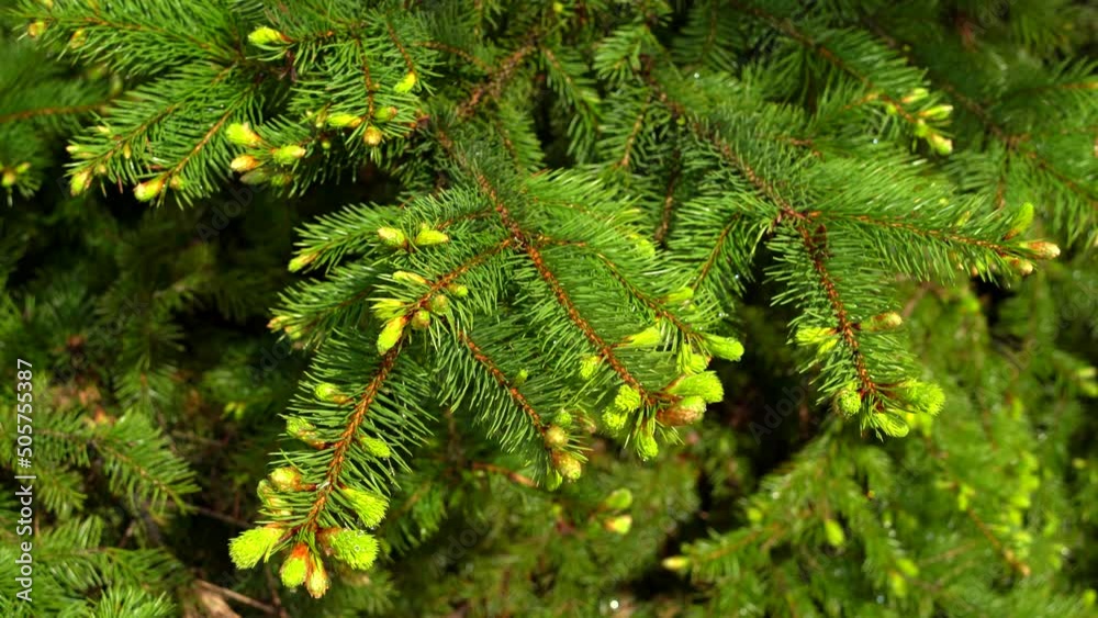 Spruce with new shoots on branches in cloudy weather. Early spring, cloudy day. Taken from the hand without a steadicam. 