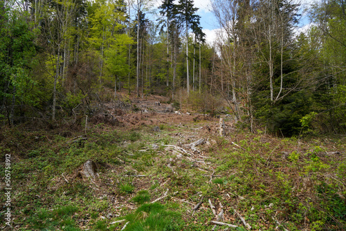 German forest photographed in spring 2022 in Bavaria